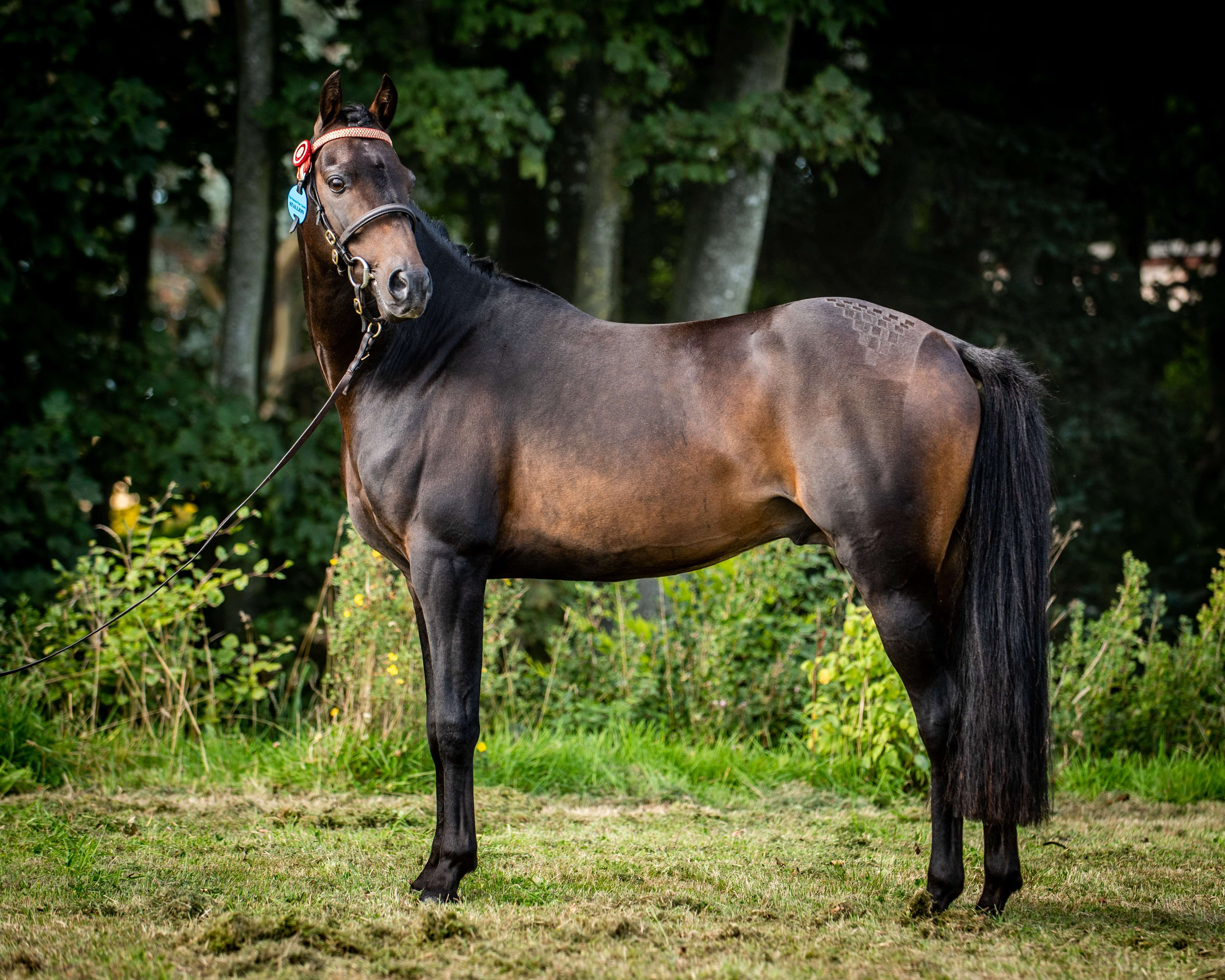 Belgravia Brigadier Jubilee Stallion